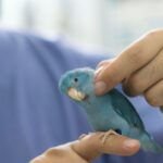 Common Bird Health Issues