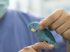 Common Bird Health Issues