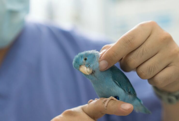 Common Bird Health Issues