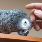 Pet Bird Care Guide