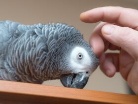 Pet Bird Care Guide