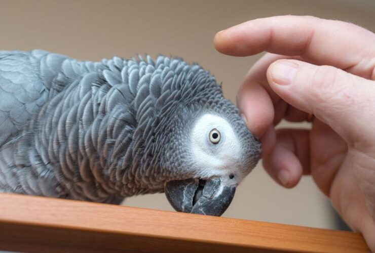 Pet Bird Care Guide