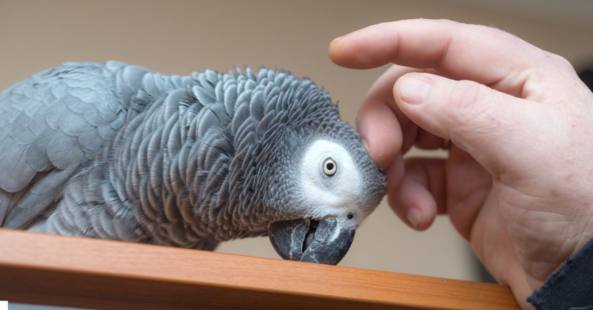 Pet Bird Care Guide