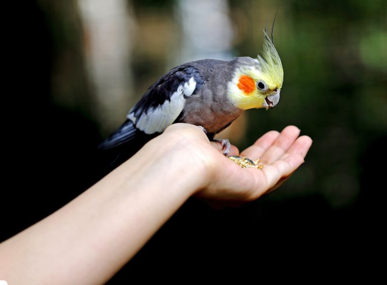 Best Diet for Pet Birds