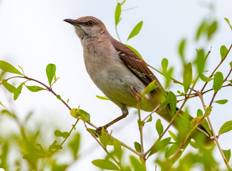 Common Bird Health Issues