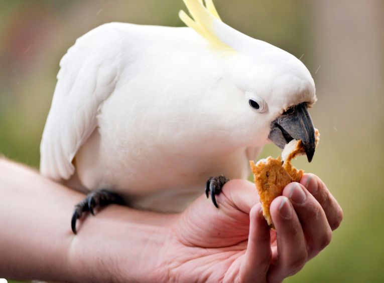 Best Diet for Pet Birds