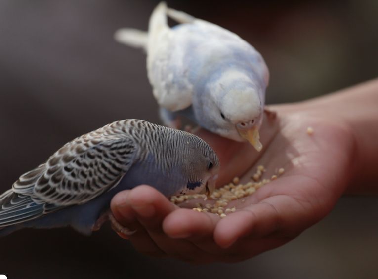 Best Diet for Pet Birds