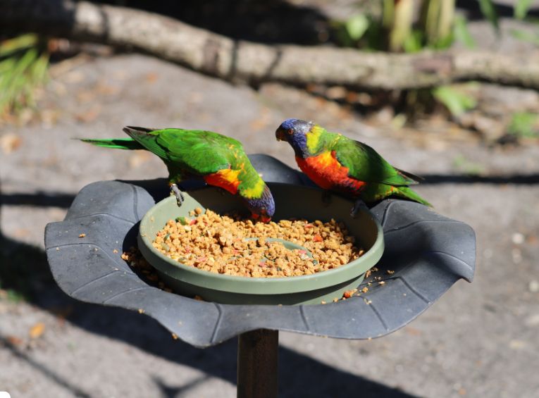 Best Diet for Pet Birds