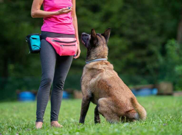 Best Dog Training Technique