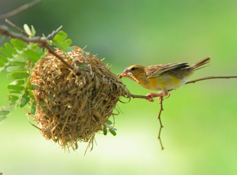 Understanding Bird Behavior