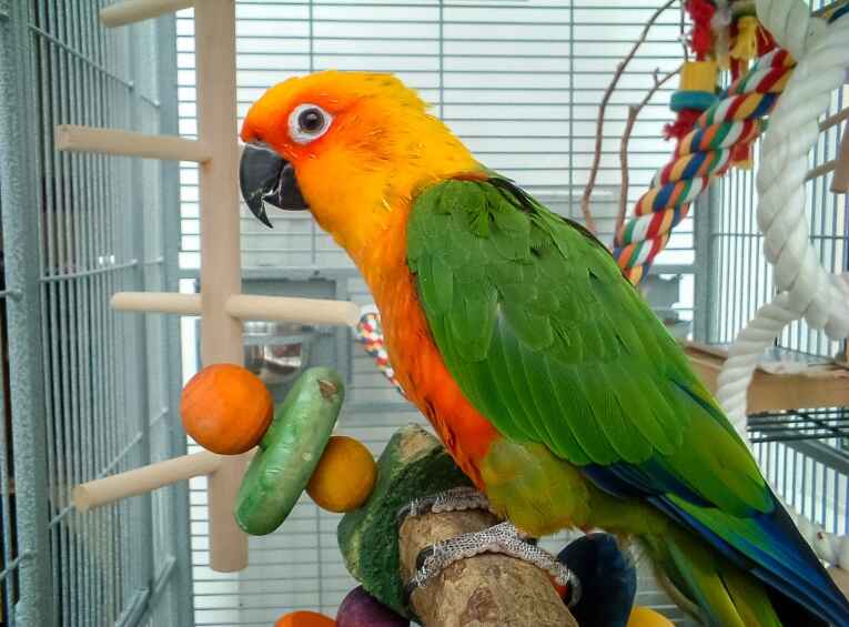 Pet Bird Care Guide