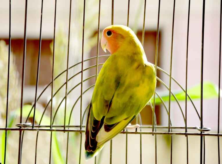 Pet Bird Care Guide