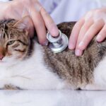 Cat Health Problems