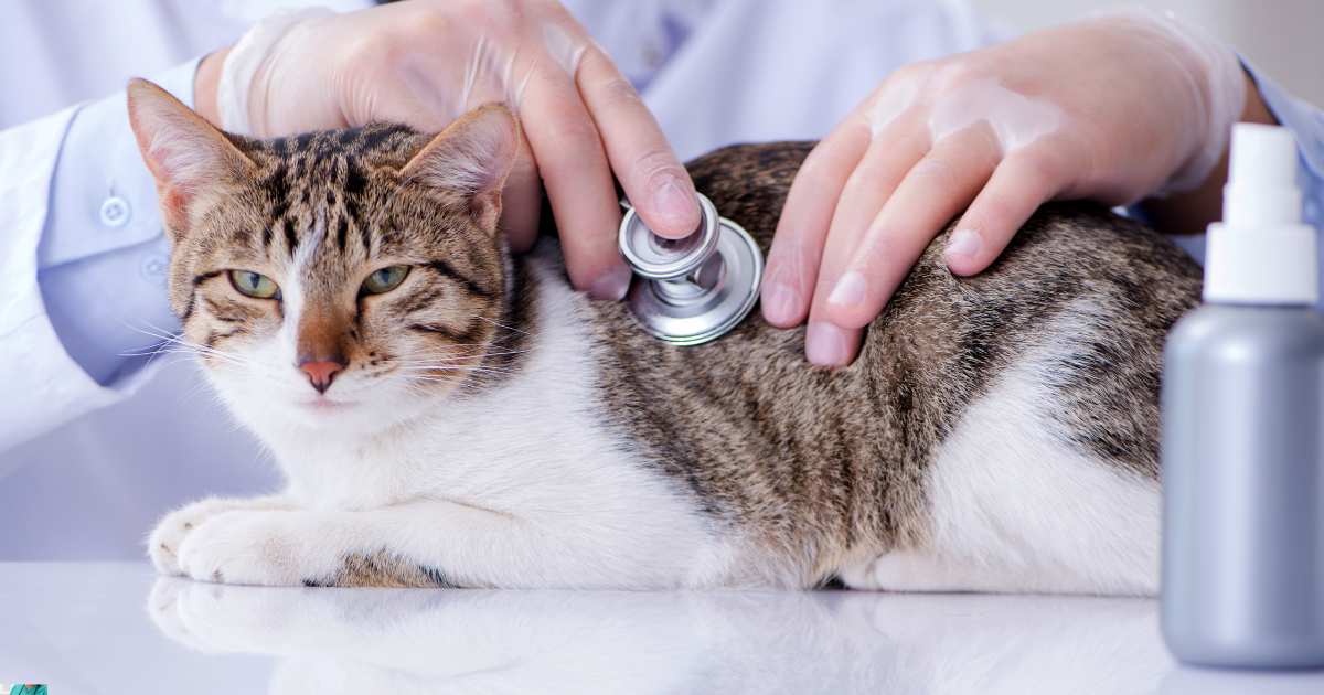 Cat Health Problems