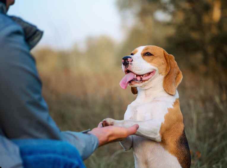 Best Dog Training Technique