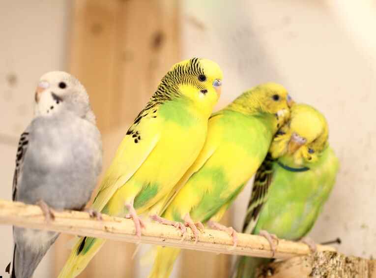 Pet Bird Care Guide