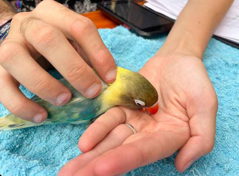 Pet Bird Care Guide