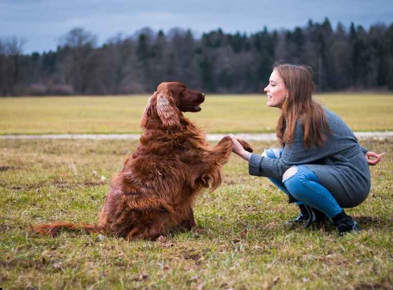 Best Dog Training Technique