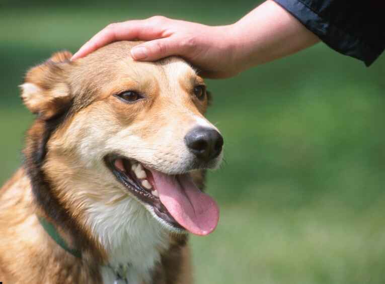 Best Dog Training Technique