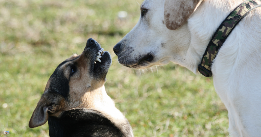 dog behavior change after vaccination