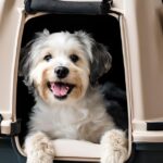 pet carriers for dogs