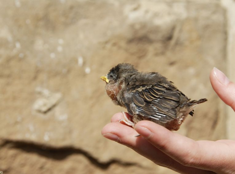 Understanding Bird Behavior