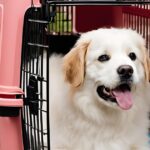 travel dog crate