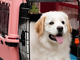 travel dog crate