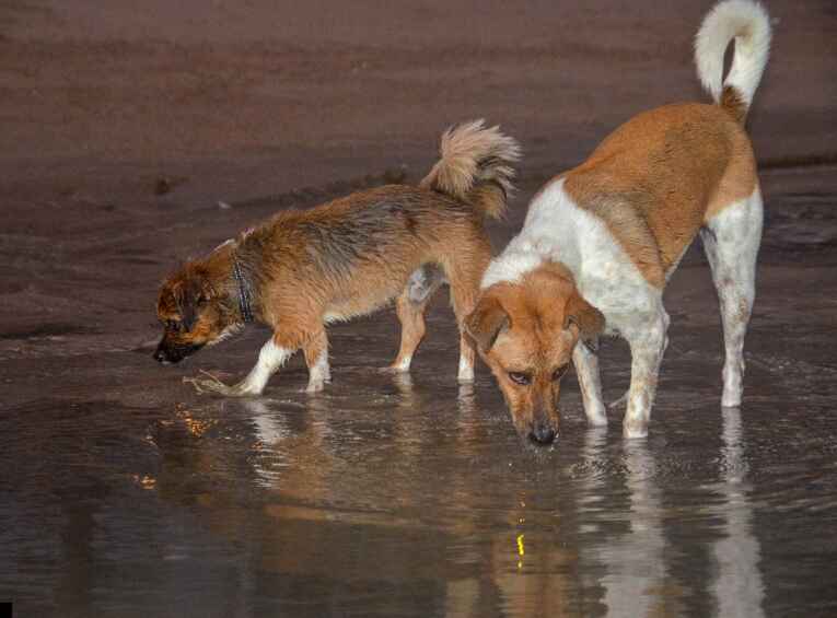 Best Dog Training Technique