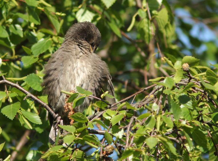 Understanding Bird Behavior: 10 Fun Facts