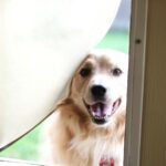 best dog door