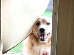 best dog door