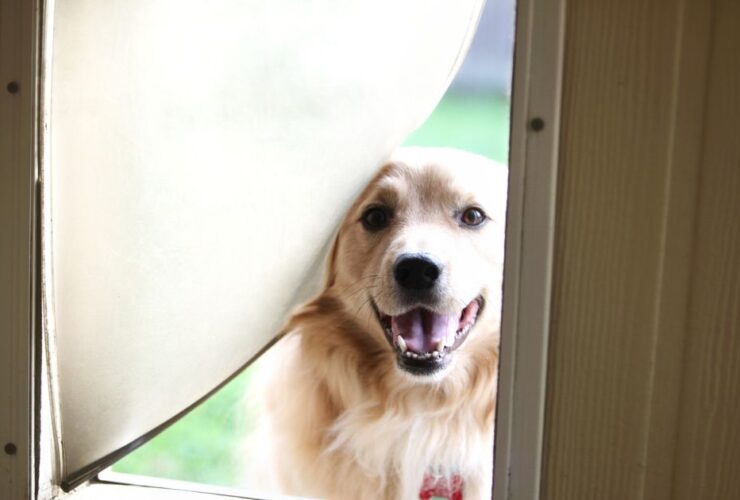 best dog door