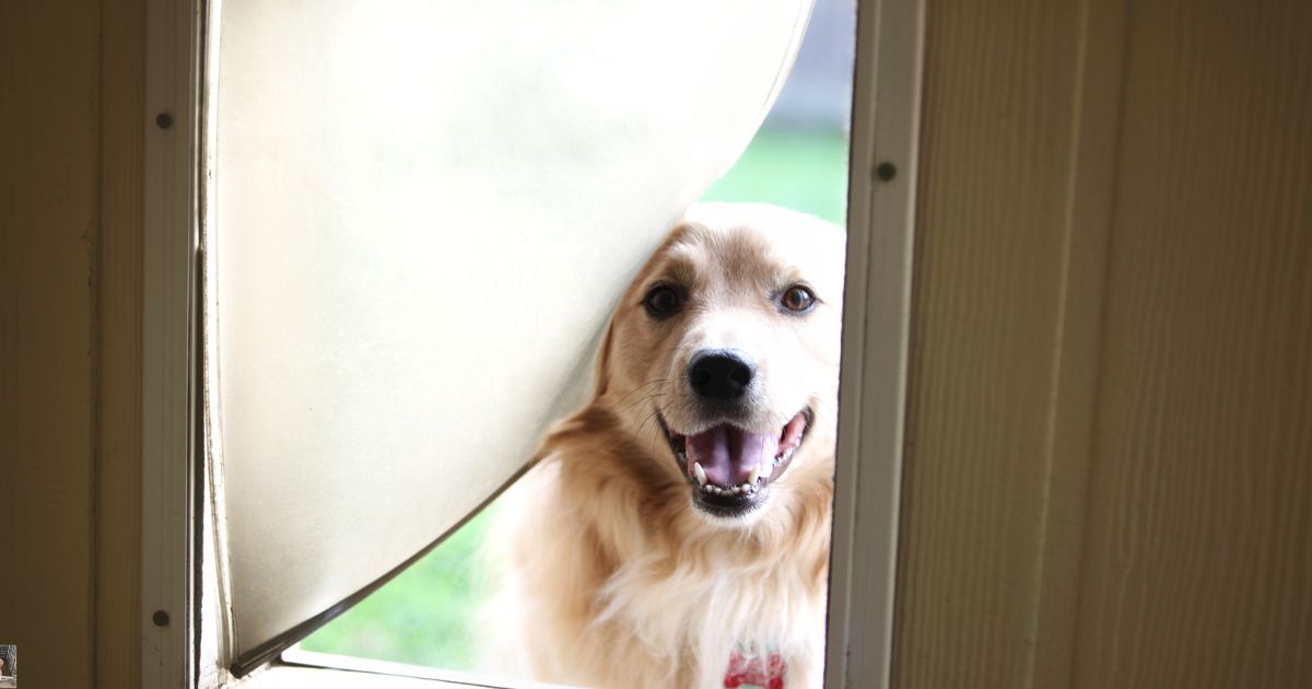 best dog door