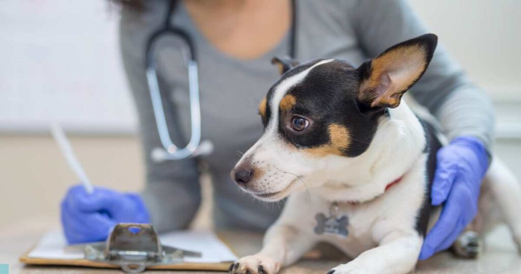 dog behavior change after vaccination