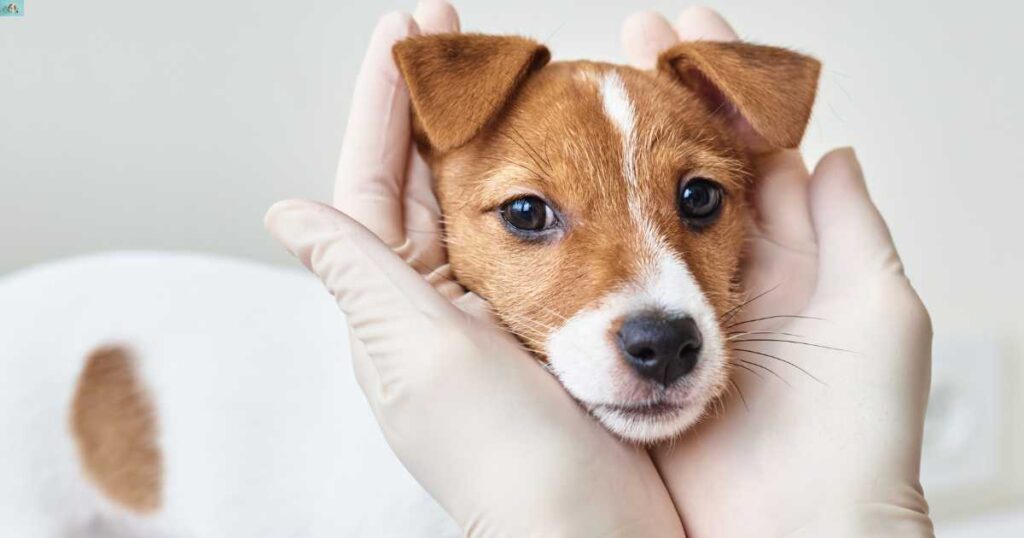 dog behavior change after vaccination