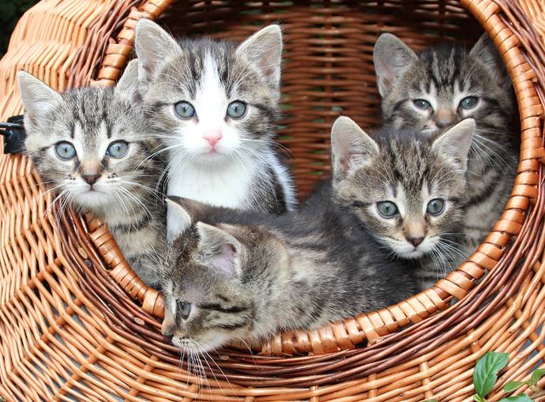 Cat Breeding Guide