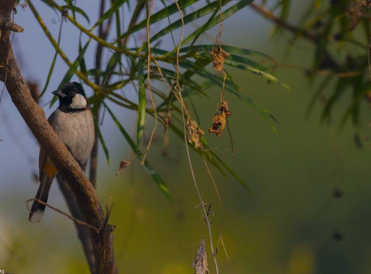 Environment for Birds