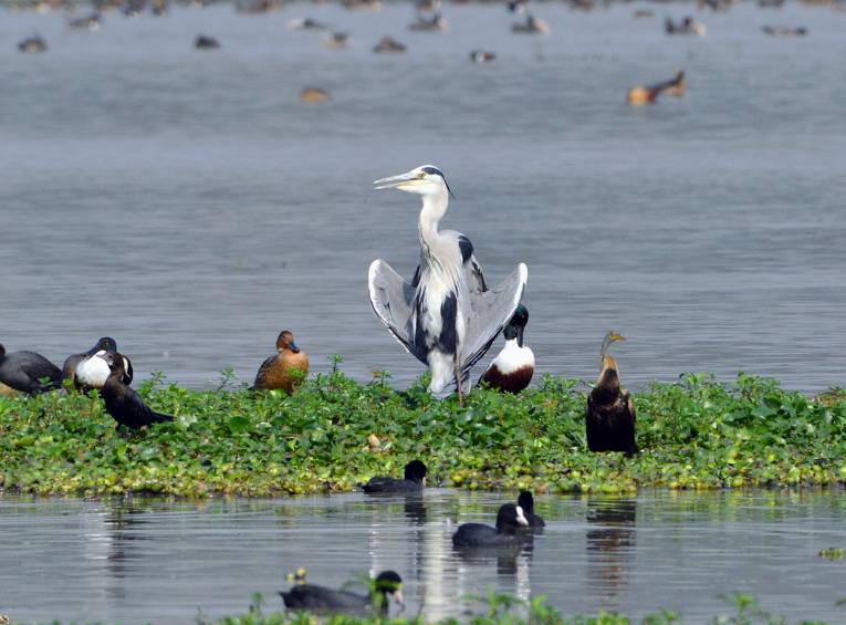 Environment for Birds