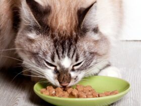 Cat Diet