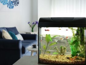 Aquarium Equipment