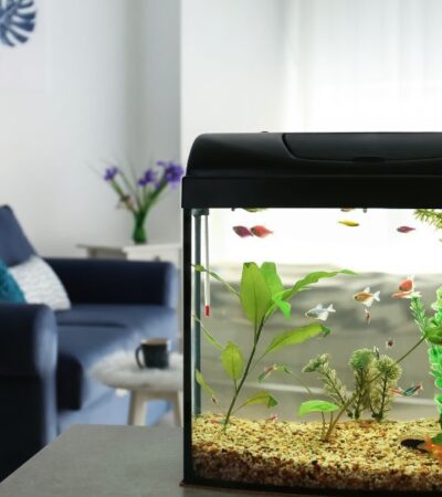 Aquarium Equipment