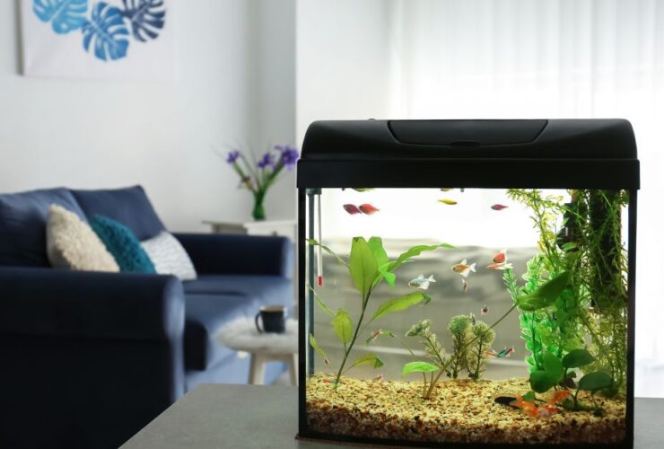 Aquarium Equipment