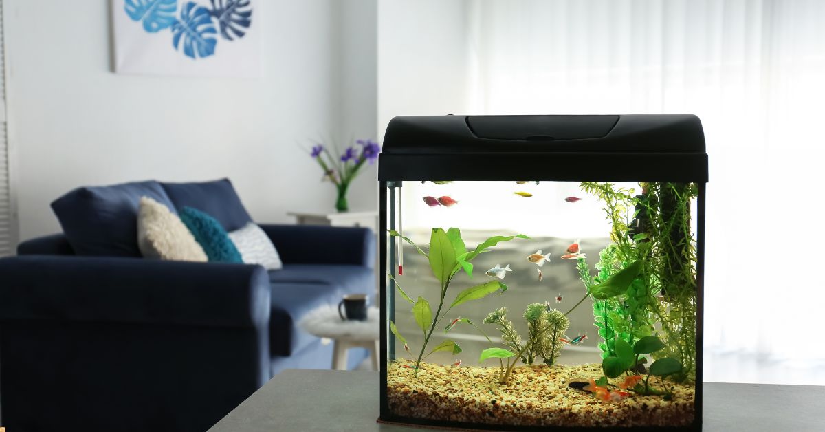 Aquarium Equipment