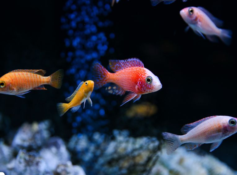 Best Freshwater Aquarium Fish