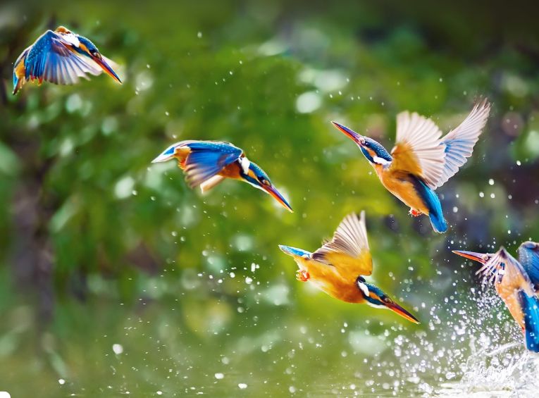 Training Pet Birds