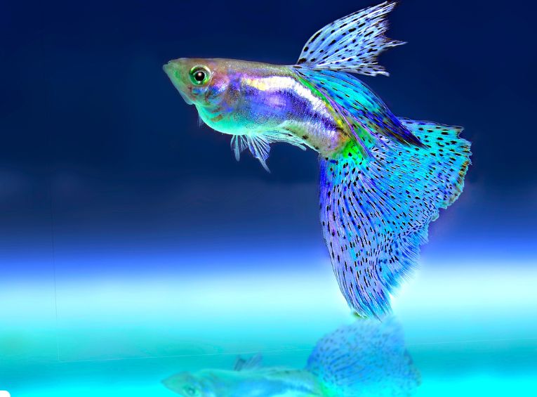 Best Freshwater Aquarium Fish