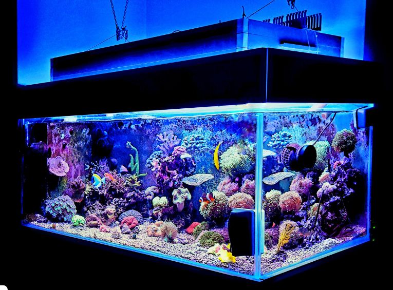 Aquarium Equipment