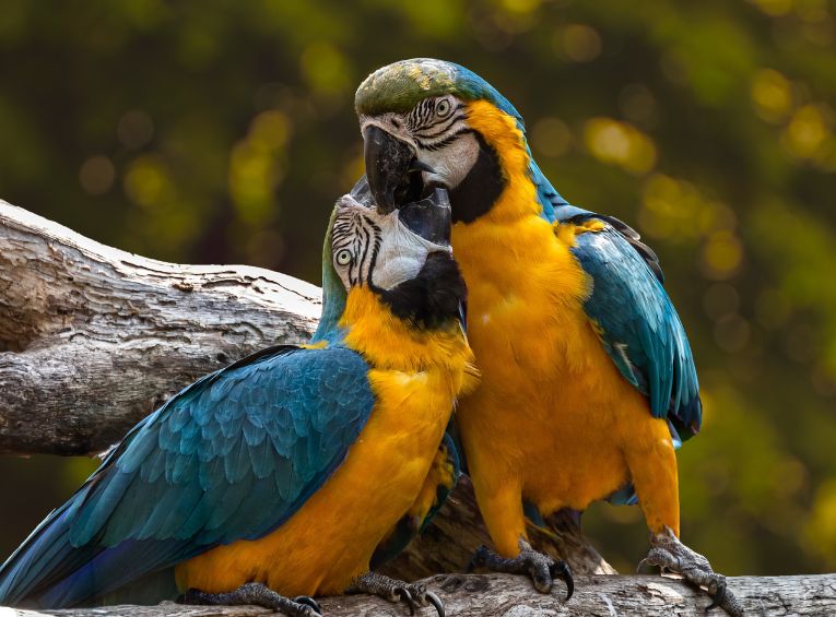 Training Pet Birds