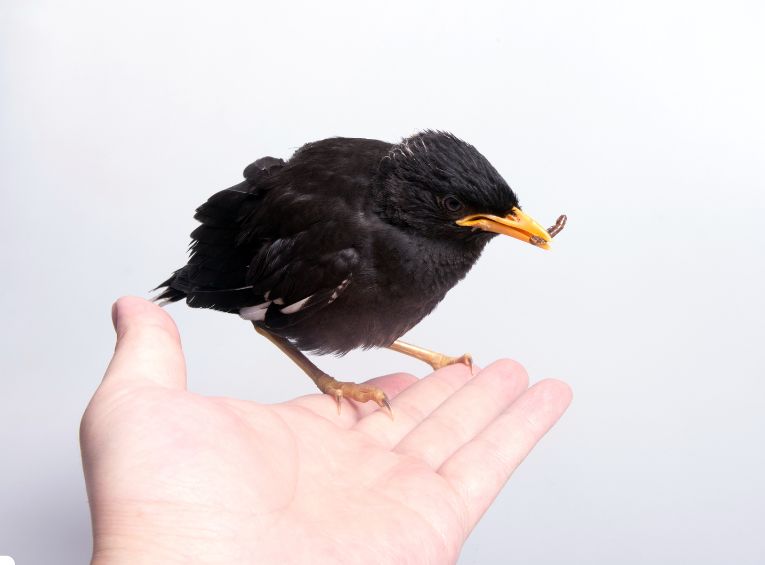 Training Pet Birds